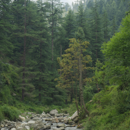 manali trip